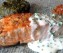Rôti de saumon et St Jacques au riz, légumes, crème